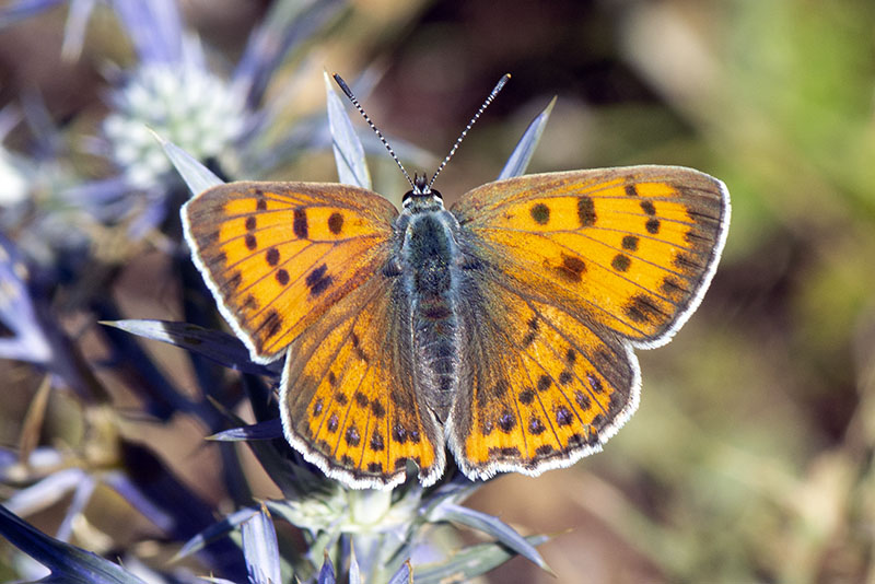 Lycaena virgaureae m e f